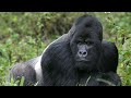 Gorilla The Largest Ape In The World Documentary English HD