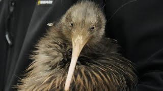 Kiwi kehren nach einem Jahrhundert in Neuseelands Hauptstadt zurück