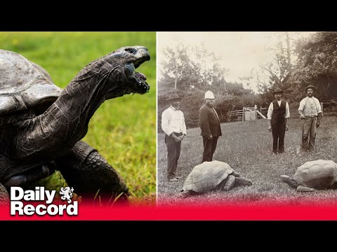 World’s oldest tortoise is 190 years old - and has seen off two world wars and the British Empire