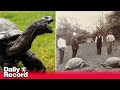 World S Oldest Tortoise Is 190 Years Old And Has Seen Off Two World Wars And The British Empire
