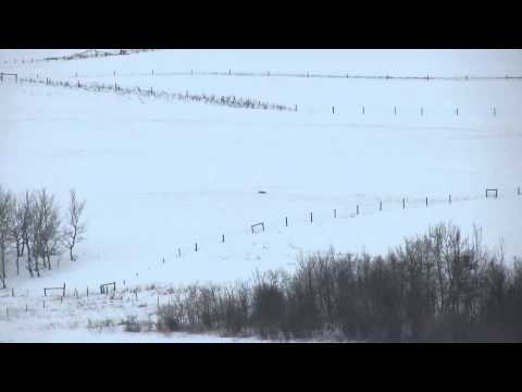 Longest coyote shot on video - 1390 yards.