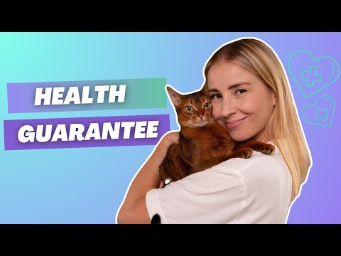 Purebred Kitties Video Preview