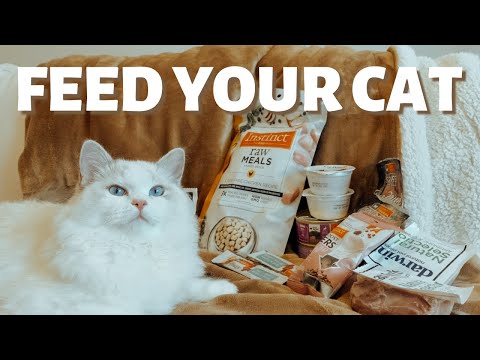 Cat Nutrition 101: What Food Should I Feed My Cat?