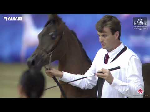 N 7 AFRAAH UMM ALUDHAM   Qatar National AHS for Individual Owners 2023   Yearling Fillies Class 1A