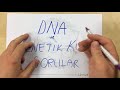 8. Sınıf  Fen ve Teknoloji Dersi  DNA ve Genetik Kod PDF dosyasını linkten indirmeyi unutmayın... Videoyu PDF dosyanızla birlikte izleyin. PDF yi bu bağlantıdan indirebilirsiniz: ... konu anlatım videosunu izle