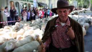 preview picture of video 'Transhumance en Provence 2014: Saint Rémy de Provence'