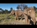 Pocha and Guillermina- one month at Elephant Sanctuary Brazil
