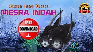 Download lagu DOWNLOAD FREE Suara Inap Walet MESRA INDAH mp3 Download lagu DOWNLOAD FREE Suara Inap Walet MESRA INDAH mp3