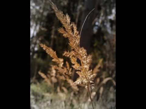 Goran Bregovic - Lullaby