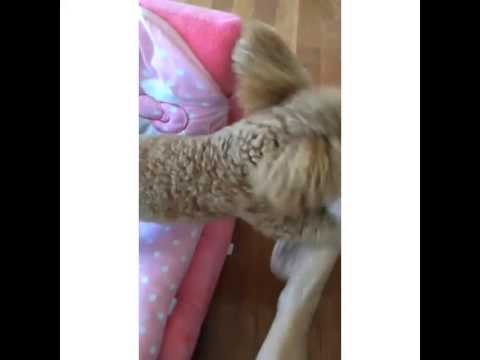 140910 SNSD Hyoyeon (instagram/video 140909) - Vivian so cute!