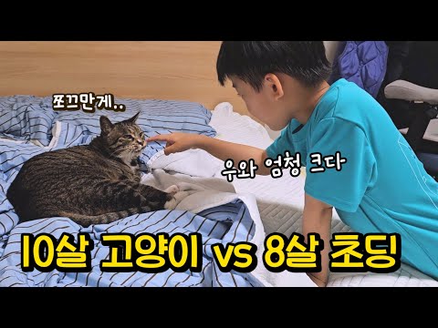 작은 인간을 처음 본 고양이의 상상도 못한 반응 : 온 가족을 감탄하게 한 호동이의 행동 (어쩜 이래!!)