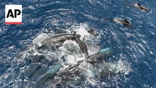 Rare video shows female sperm whales working together during a birth