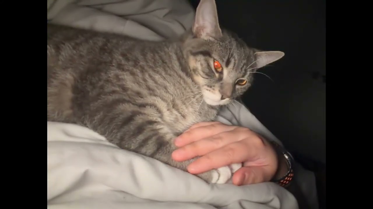 Enlarge Chico, an adopted mixed breed in Toronto, ON video 4/4