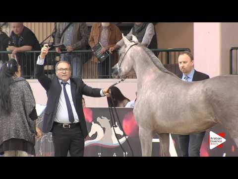 N.112 MAGGY - Milan 2016 - Class Egyptian Fillies