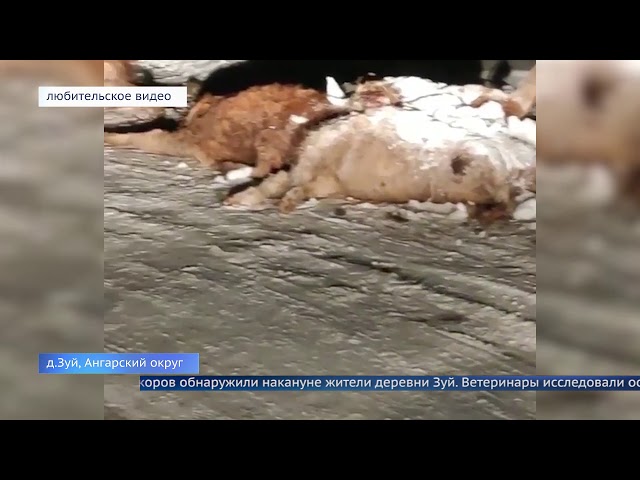 Мертвый скот обнаружили в деревне Зуй