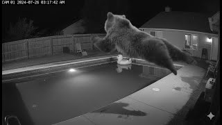 Caught on Camera: You Won't Believe What Bears Do at Night!