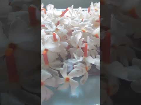 WhatsApp status video | sheuli ful | shorts | sparkle Dishan ✨