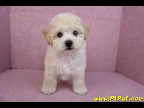 09/12泰迪比熊母幼犬1號