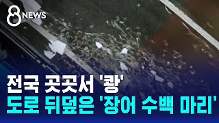 전국 곳곳서 '쾅'..도로 뒤덮은 '장어 수백 마리' / SBS 8뉴스