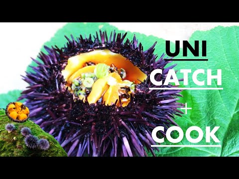 Coastal Foraging for Sea Urchin (Uni): Mendocino Sea Urchin Festival!