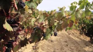 preview picture of video 'The Wine Experience by Thabuca Wine Tours'