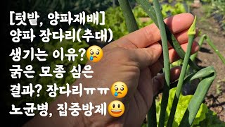 텃밭, 양파재배