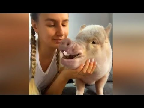 Essayez de ne pas rire mini cochon mignon cochons drôles vidéo compilation