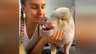 Essayez de ne pas rire mini cochon mignon cochons drôles vidéo compilation