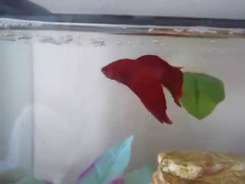 How to teach your Betta 4 different tricks