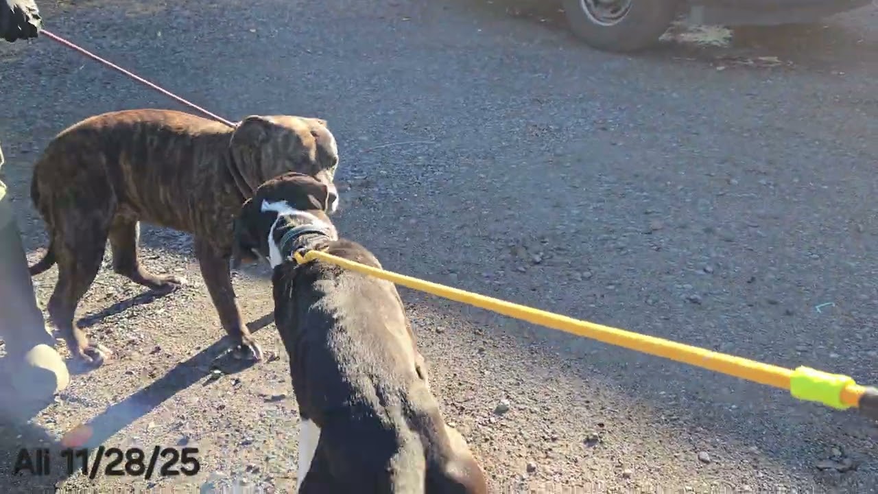 Enlarge Ali, a ADOPTABLE Pit Bull Terrier in Trenton, NJ video 3/3