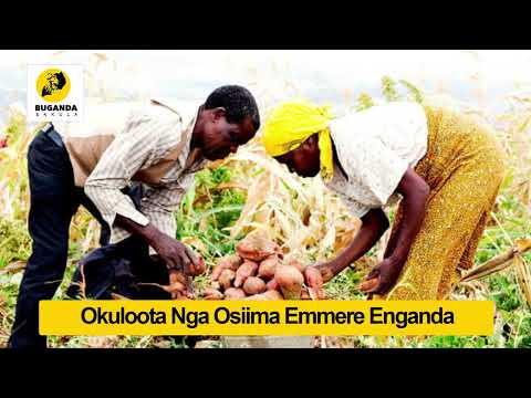 Okuloota nga osiima emmere eganda - Ebirooto Namakulu Gaabyo - Buganda Ekkula
