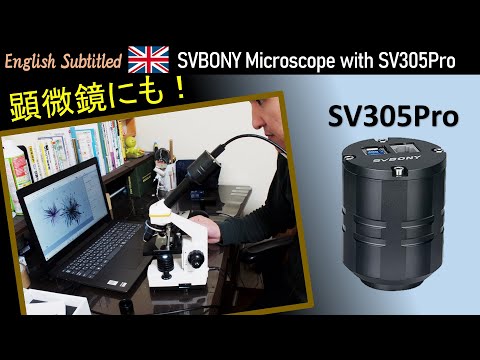 自然なプライバシー スクリーンを再現したい場合、死んだトゥジャを何で置き換えることができますか?あなたのための5つのオプション  庭園