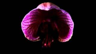 orchid-blooming.mov