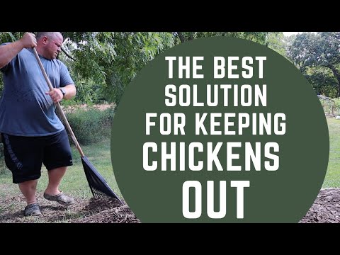 YouTube video about: How to keep chickens out of potted plants?