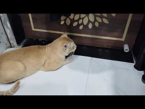 Sherkhan ko bahar jana hai....lekin🙀