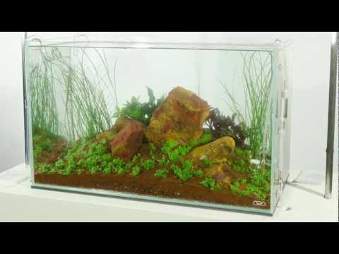 'Five Stones' Aquascape by James Findley - Time-Lapse Preview