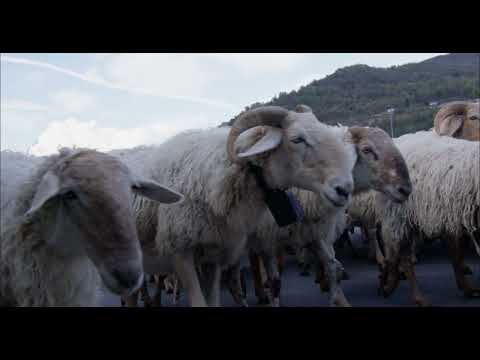 Garessio Transumanza 2023