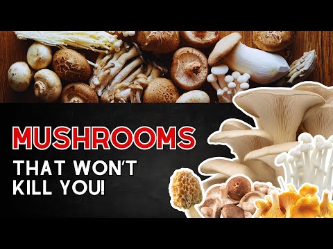 Funghi commestibili: quelli sicuri che puoi davvero mangiare!