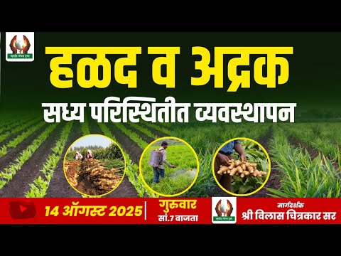 हळद व अद्रक सध्या परिस्थितीत व्यवस्थापन