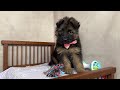 German Shepherd dogs for sale: Oma - Video 3