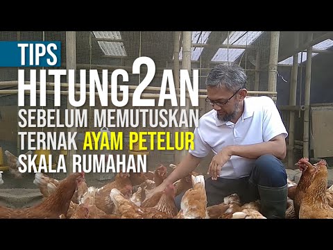 , title : 'Menghitung Berapakah Keuntungan Ternak Ayam Petelur Rumahan 100 ekor'