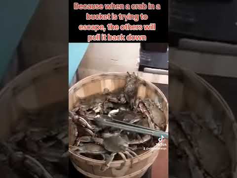 Crabsticks - Crab Mentality - Misc Originals