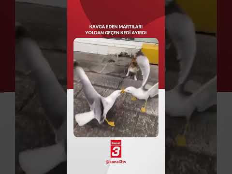 Kavga eden martıları yoldan geçen kedi ayırdı!