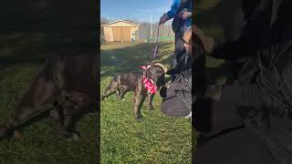 Video preview image #1 Mutt Puppy For Sale in Spring Lake, NJ, USA