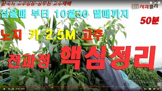 [고추재배] 키2.5M고추 재배기술 종합 요약 정리/인터뷰