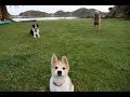Happy Dogs Playing Fetch
