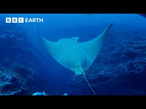 Sting Ray's Deep Ocean Dive | Animals With Cameras | BBC Earth