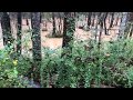 BIGGEST FLOOD NORCROSS PEACHTREE CORNERS GA USA