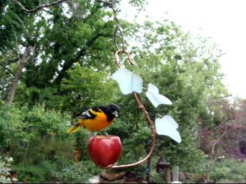 Oriole on Fruit Feeder