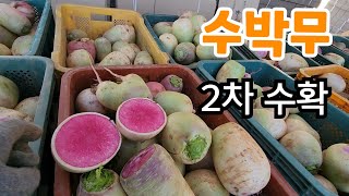 수박무 2차 수확 동치미 물김치 담아요